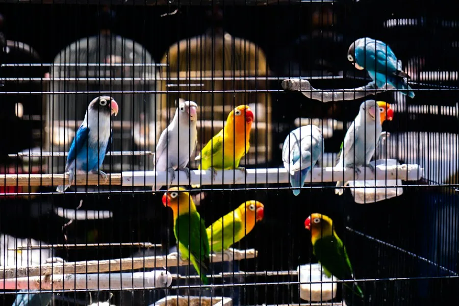 Avian Adventures bird cage